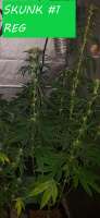 Imagen de HippieStashGenetics (Skunk Nr1)