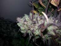 Dutch Passion Strawberry Cough - foto de verticaldown