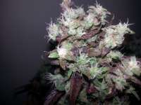 Dutch Passion Strawberry Cough - foto de verticaldown