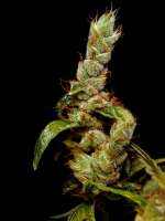 Imagen de Farma (Strawberry Cough)