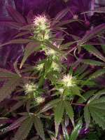 Imagen de DOCTOHR (White Widow)