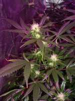 Imagen de DOCTOHR (White Widow)