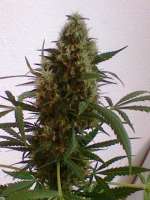 Imagen de nygrr (White Widow)