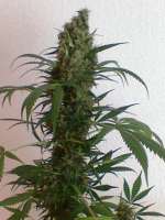 Imagen de nygrr (White Widow)