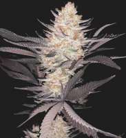 Dying Breed Seeds Peach Ringz - foto de denverdoggy