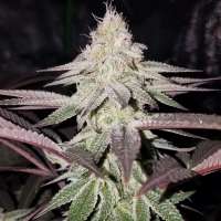 Dynasty Seeds Huckleberry Kush - foto de Russell405