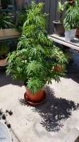 Dynasty Seeds Oregon Huckleberry - foto de CaptainKarma