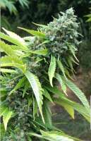 Earth Witch Seeds Sour Mangos - foto de ewsalex