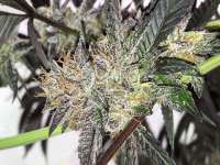 Elev8 Seeds Tahiti Red - foto de MedicalScreener