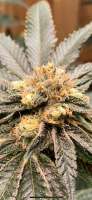 Elev8 Seeds Thin Mint Girl Scout Cookies - foto de Djsms