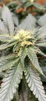 Elev8 Seeds Thin Mint Girl Scout Cookies - foto de Djsms