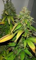 Emerald Triangle Bubba 76 - foto de MIMMJ