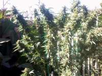 Emerald Triangle Cherry OG - foto de Chris