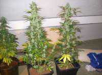 Emerald Triangle Headlights Kush Auto - foto de beltram16