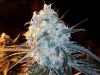 Emerald Triangle Lost Coast OG - foto de grinspoon