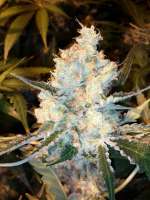 Emerald Triangle Lost Coast OG - foto de grinspoon