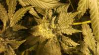 Emerald Triangle OG Critical - foto de growingtogreatness