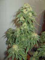 Emerald Triangle Sour Lemon OG - foto de tencer