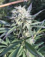 Equilibrium Genetics African Orange - foto de EquilibriumGenetics