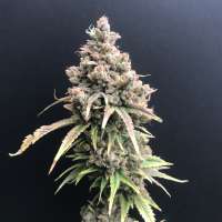 Ethos Genetics 10th Planet - foto de savetreezxyz