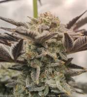 Ethos Genetics Ethos Cookies R2 - foto de Julius