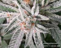 Imagen de Phunkyphenos413 (Lemon OG Haze)