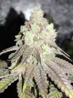 Ethos Genetics Mac N’ Jack - foto de Parit