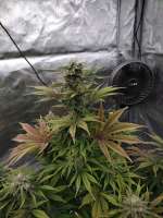 Ethos Genetics Pluto Cut Autoflower - foto de Natedog7171