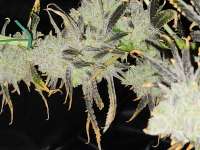 Ethos Genetics Samo 78 - foto de Calmwind