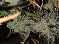 Ethos Genetics Samo 78 - foto de Calmwind