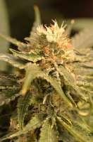 Eva Female Seeds Black Dream - foto de Gipsy