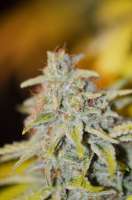 Eva Female Seeds Furious Candy - foto de Gipsy