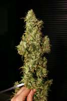 Eva Female Seeds High Level - foto de LaSombra1