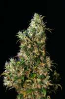 Eva Female Seeds High Level - foto de LaSombra1