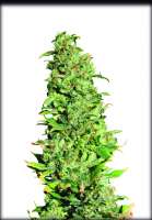 Eva Female Seeds High Level - foto de LaSombra1