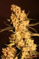 Eva Female Seeds Jamaican Dream - foto de Gipsy