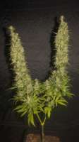 Eva Female Seeds Monster - foto de Budfit