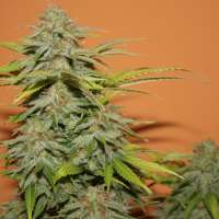 Eva Female Seeds Papas Candy - foto de Gipsy