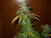 Eva Female Seeds TNT Kush - foto de JASALAN