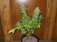 Eva Female Seeds TNT Kush - foto de JASALAN