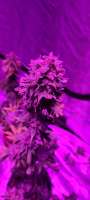 Exotic Seed Zkittalicious - foto de Frosti62