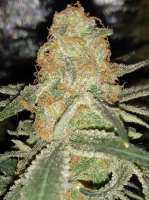 Imagen de Lildus (Afghan Skunk)