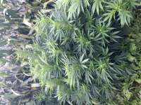 Expert Seeds Critical Lights - foto de NPK420