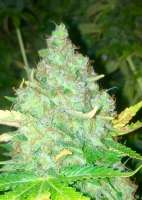 Imagen de LemiAten (Gorilla Cookies)