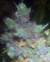 Imagen de LemiAten (Gorilla Cookies)