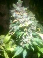 Imagen de LemiAten (Gorilla Cookies)