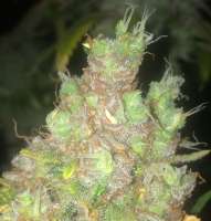 Expert Seeds Gorilla Cookies - foto de LemiAten