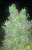 Imagen de LemiAten (Gorilla Cookies)