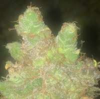 Expert Seeds Gorilla Cookies - foto de LemiAten