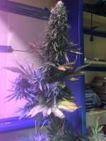 Expert Seeds Gorrila Glue #4 x Lilly - foto de FeralRidge